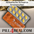 African Black Ant Pills 42